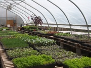 A hoophouse at the farm - it intends to provide CSA shares to residents.